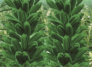 ����֥һ��